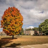 A stock photo of a orange-leaved tree on campus near the campus green, with a cloudy sky and long shadows around it.